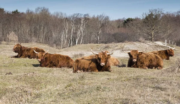 Galloways in nature in holland — Stock Photo, Image