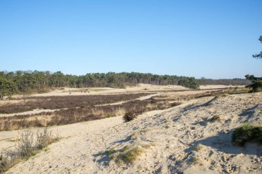 nature area loonse en drunense duinen in holland