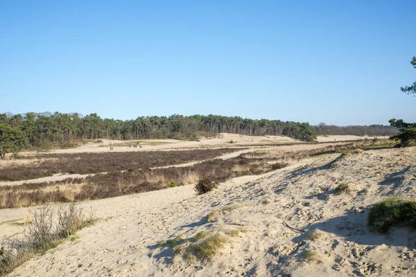 Nature area loonse en drunense duinen in holland — Stock Photo, Image