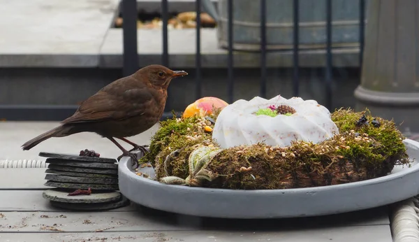 Blackbird in winter looking for food — Stock Photo, Image