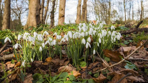 헌병 또는 Galanthus nivalis 꽃 봄 — 스톡 사진