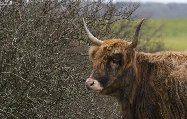 Vaca joven galloway en naturaleza holandesa — Foto de Stock
