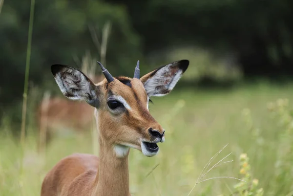 Giovane impala in Sudafrica — Foto Stock