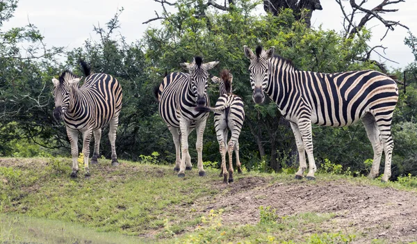 Grupp av zebror i Sydafrika i den vilda naturen — Stockfoto