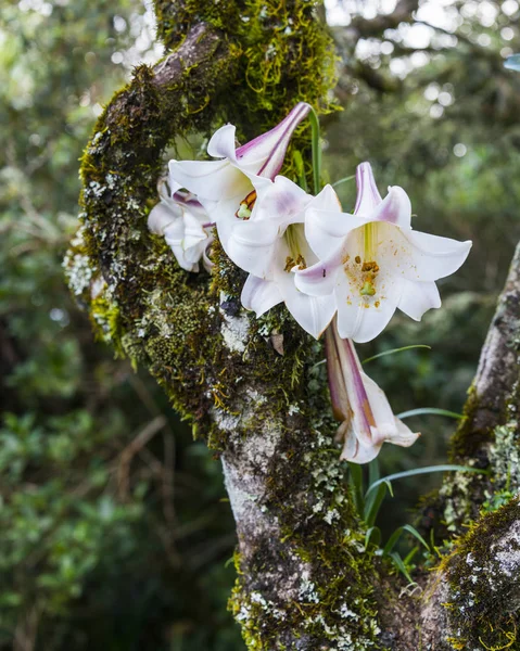 Fiore di giglio selvatico crescono in albero — Foto Stock