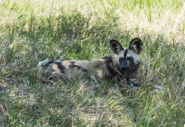 Afrika vahşi köpeği