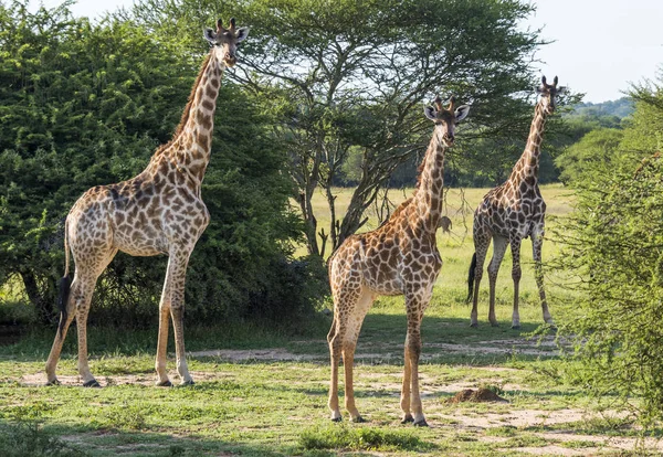 Giraffen in freier Wildbahn in Südafrika — Stockfoto