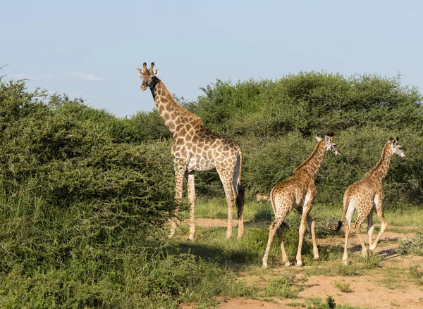 Żyrafy w ten niespodziewany w Republice Południowej Afryki — Zdjęcie stockowe