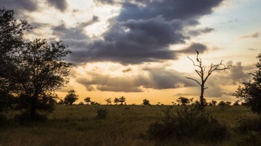 günbatımı Güney Afrika kruger Milli Parkı içinde