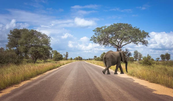 Straße im Kruger Nationalpark in Südafrika — Stockfoto