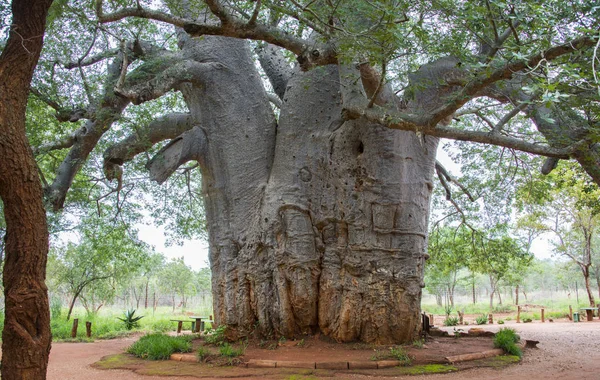 The oldest tree in the world — Stock Photo, Image