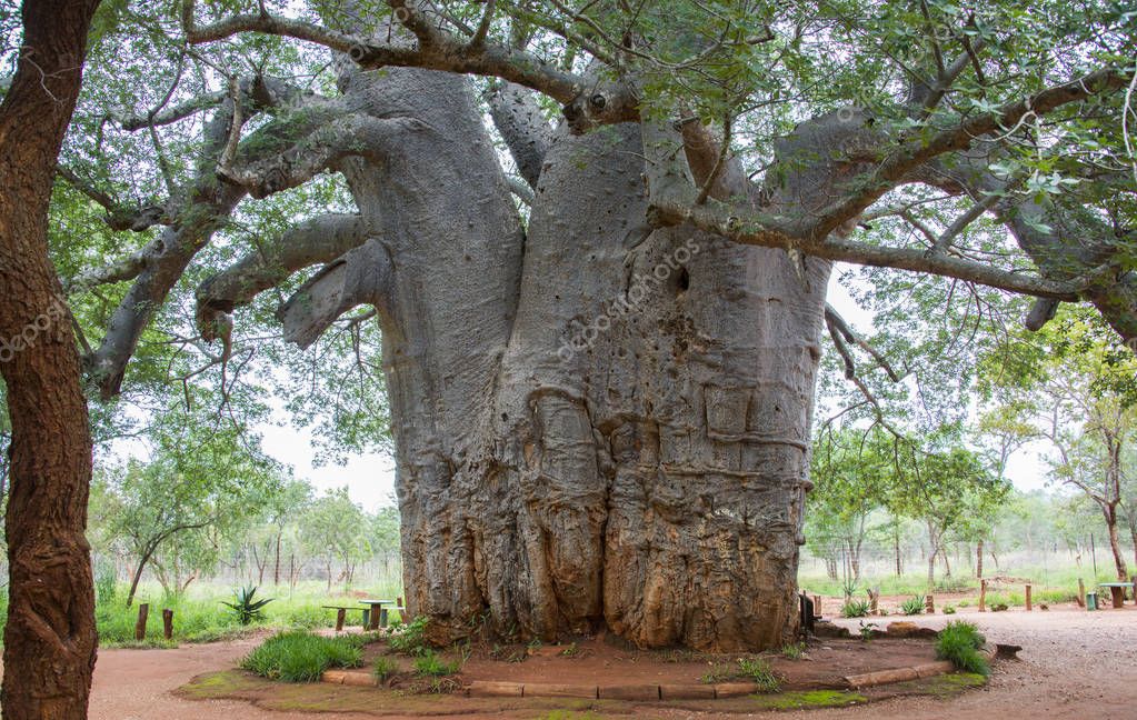 Der älteste Baum der Welt — Stockfoto © compuinfoto #189442080