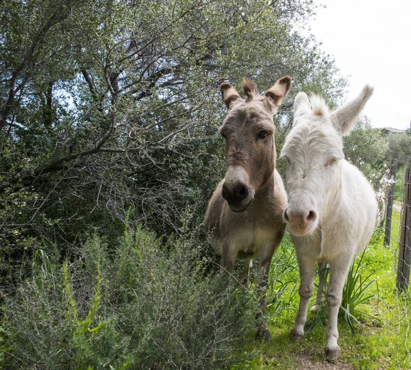 brown and white donkey together