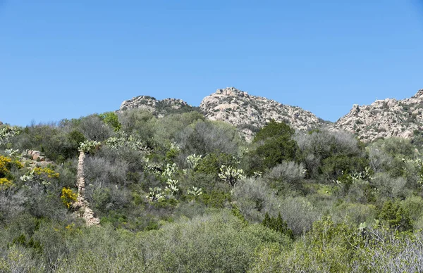 Paisaje y naturaleza en la isla de Cerdeña —  Fotos de Stock