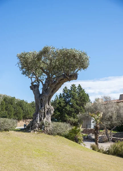 Old olive tree on sardinia island — Stock Photo, Image