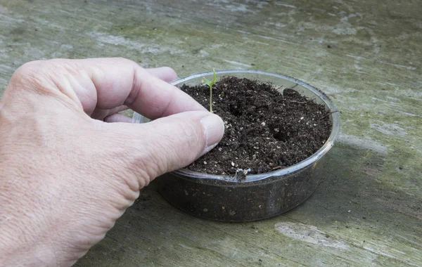 Plantação de plantas cultivadas a partir de sementes — Fotografia de Stock