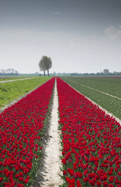 Field of red tulips in holland — Stock Photo, Image