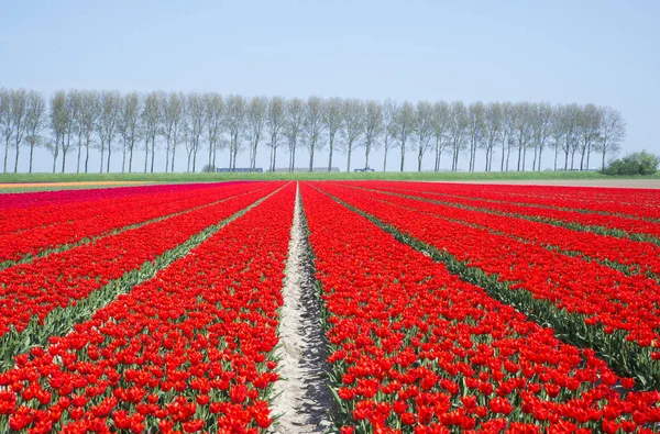 Field of red tulips in holland — Stock Photo, Image