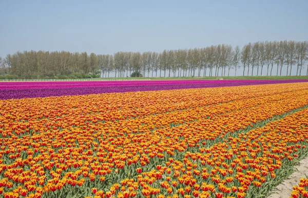 Field of red yellow anmd purple tulips in holland — Stock Photo, Image