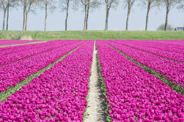 Field of purple tulips in holland — Stock Photo, Image
