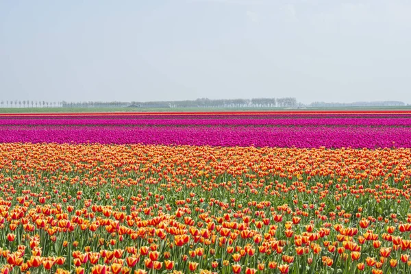 Field of red yellow anmd purple tulips in holland — Stock Photo, Image