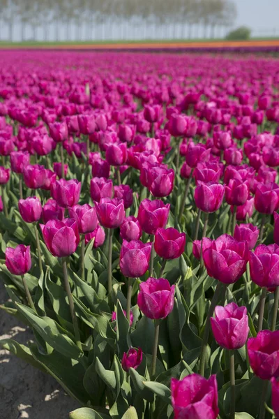 Pink tulips on the dutch fields — Stock Photo, Image