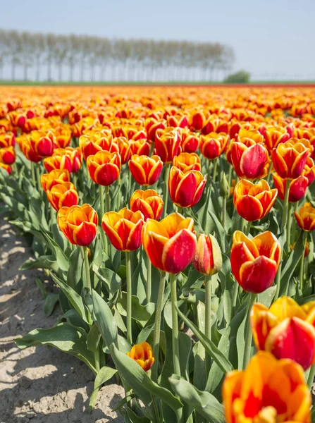 Yellow and red tulips on the dutch fields — Stock Photo, Image
