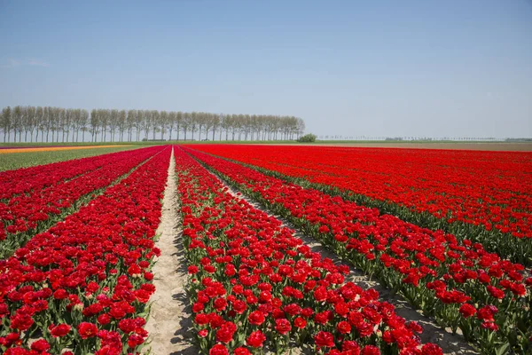 Field of red and yellow tulips in holland — Stock Photo, Image