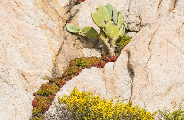 cactus and rock plants on sardinia island