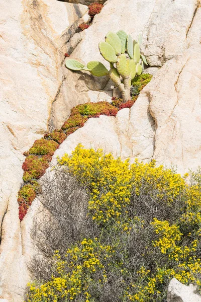 Kaktüs ve rock bitkiler Sardunya Adası — Stok fotoğraf