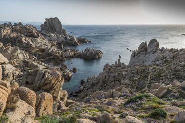 Palua 'daki kayalar ve deniz sardunya adasında