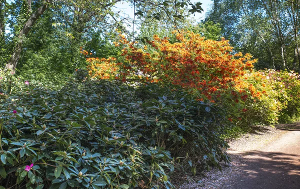 Azalea y flores de rododendro en el jardín en Holanda —  Fotos de Stock
