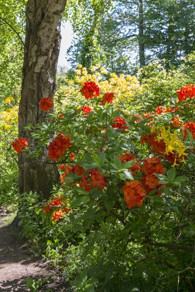 Azalea y flores de rododendro en el jardín en Holanda —  Fotos de Stock