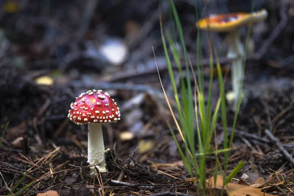 빨간 비행 거리 Agaric 버섯 — 스톡 사진