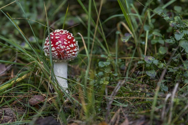 飞琼脂红蘑菇 — 图库照片