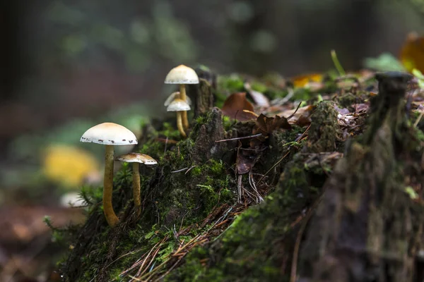 Fungus on green moss during autumn — Stock Photo, Image