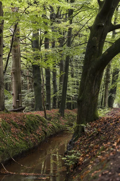 Herbstwald in Holland — Stockfoto
