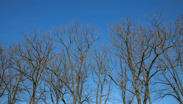 Ramas de árboles y un cielo azul — Foto de Stock