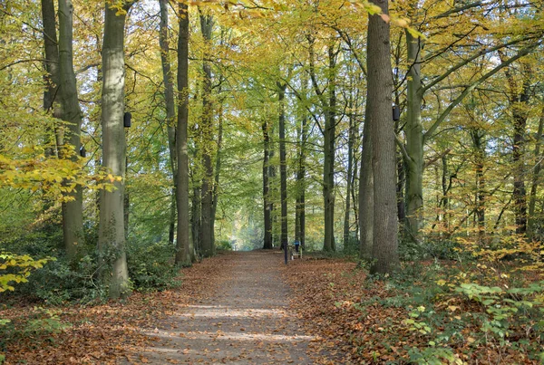 Fußweg im Herbstwald — Stockfoto