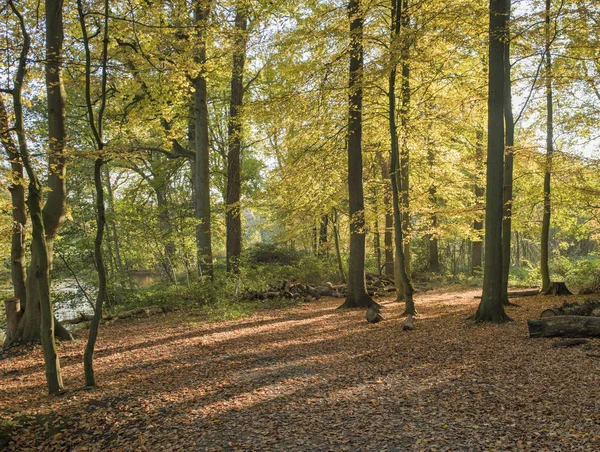 Efterårsskov med de gyldenbrune blade - Stock-foto