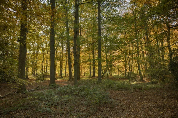 Skov i efteråret farver som guld rød og orange - Stock-foto