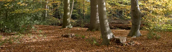 Bosque de otoño con las hojas de color marrón dorado — Foto de Stock