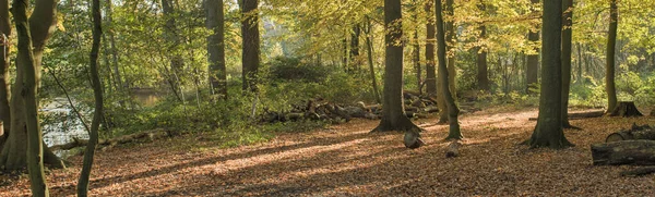 Bosque de otoño con las hojas de color marrón dorado — Foto de Stock