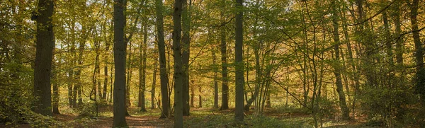 Forest in autumn colors like gold red and orange — Stock Photo, Image