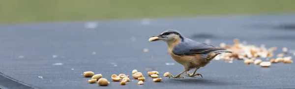 Sitta europaea ave en busca de alimento —  Fotos de Stock