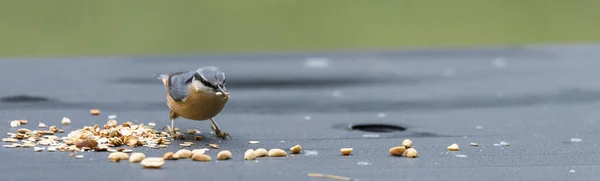 Sitta europaea bird looking for food — ストック写真