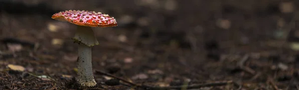 Mouche Champignon rouge agarique — Photo