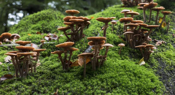 Grupo de hongos en el bosque —  Fotos de Stock