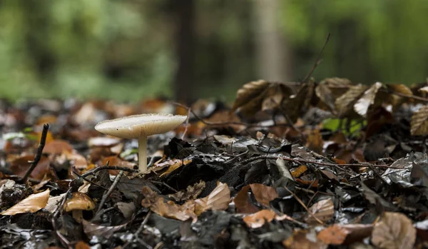 Um fungo na floresta — Fotografia de Stock