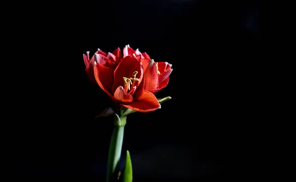 Eine einzige rote Amaryllis — Stockfoto